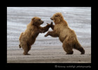 Brown Bears Fighting