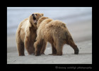 These big male brown bears were figthing on the beach, so we made sure to keep our distance.