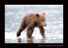 This brown bear cub is clamming on the ocean at low tide with his mother and siblings.