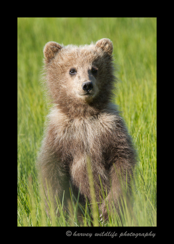 Brown-bear-cub-standing