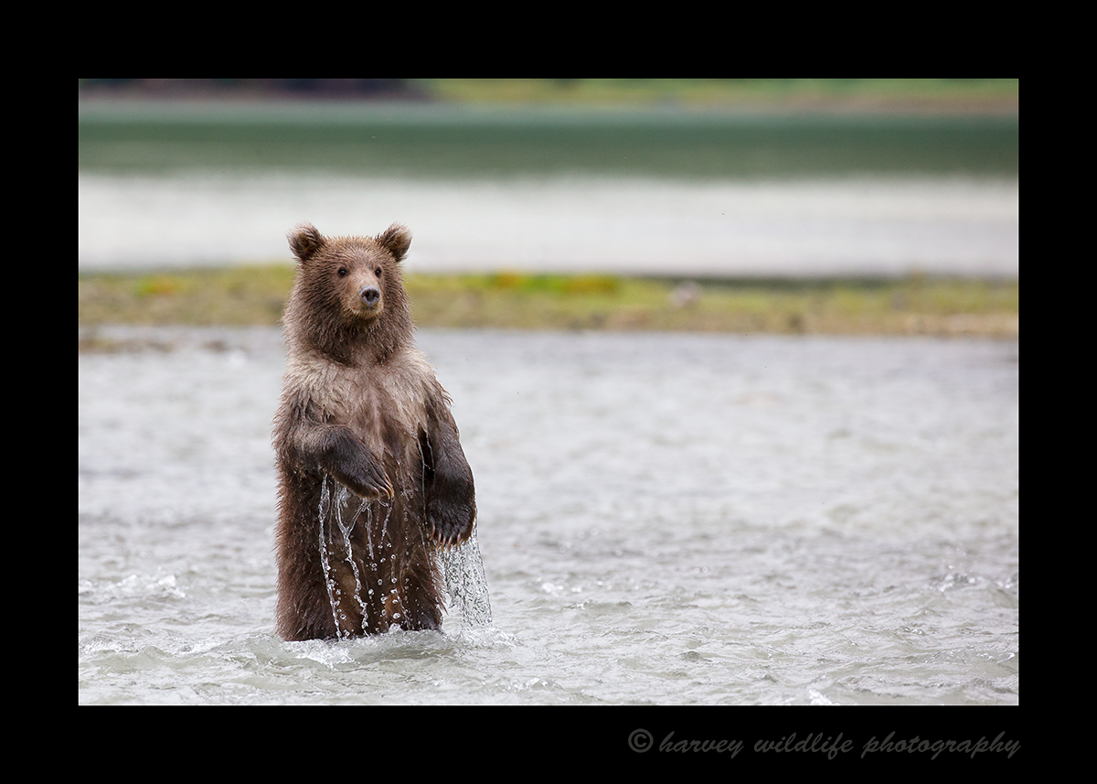 Brown-bear-cub-standing-viewing