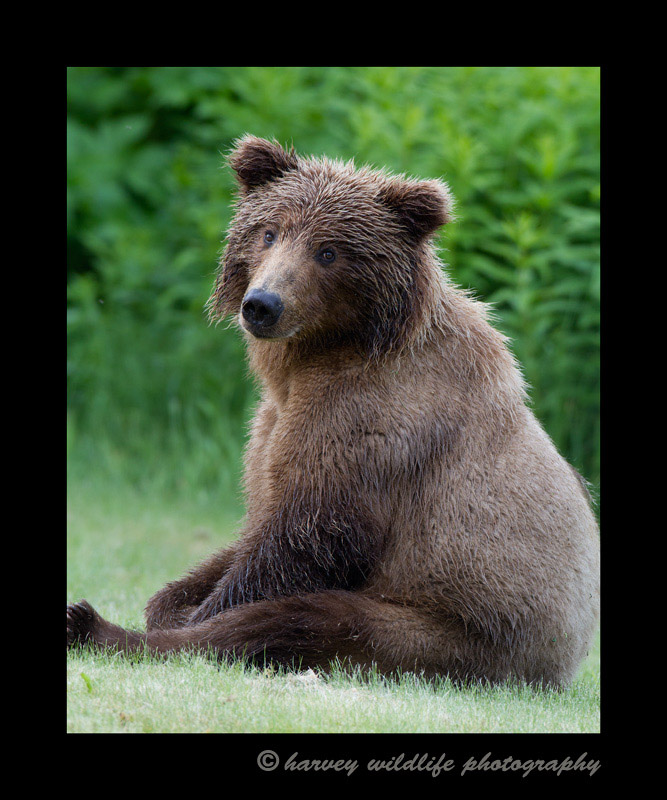 Brown-bear-on-the-lawn