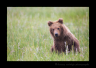 Brown Bear Cub in grass