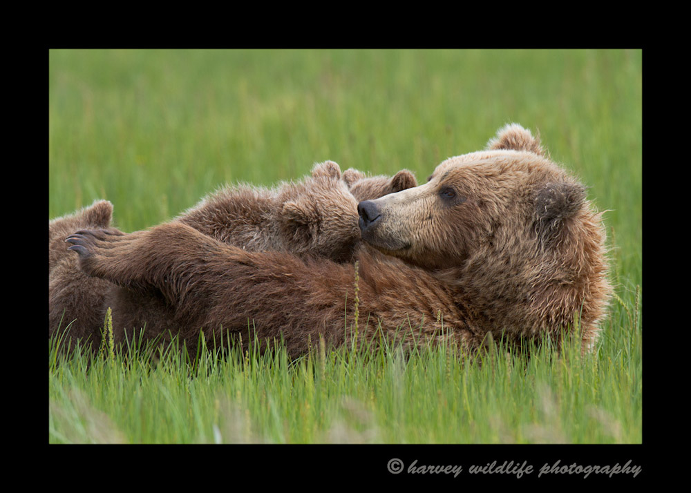 Brown-bears-nursing