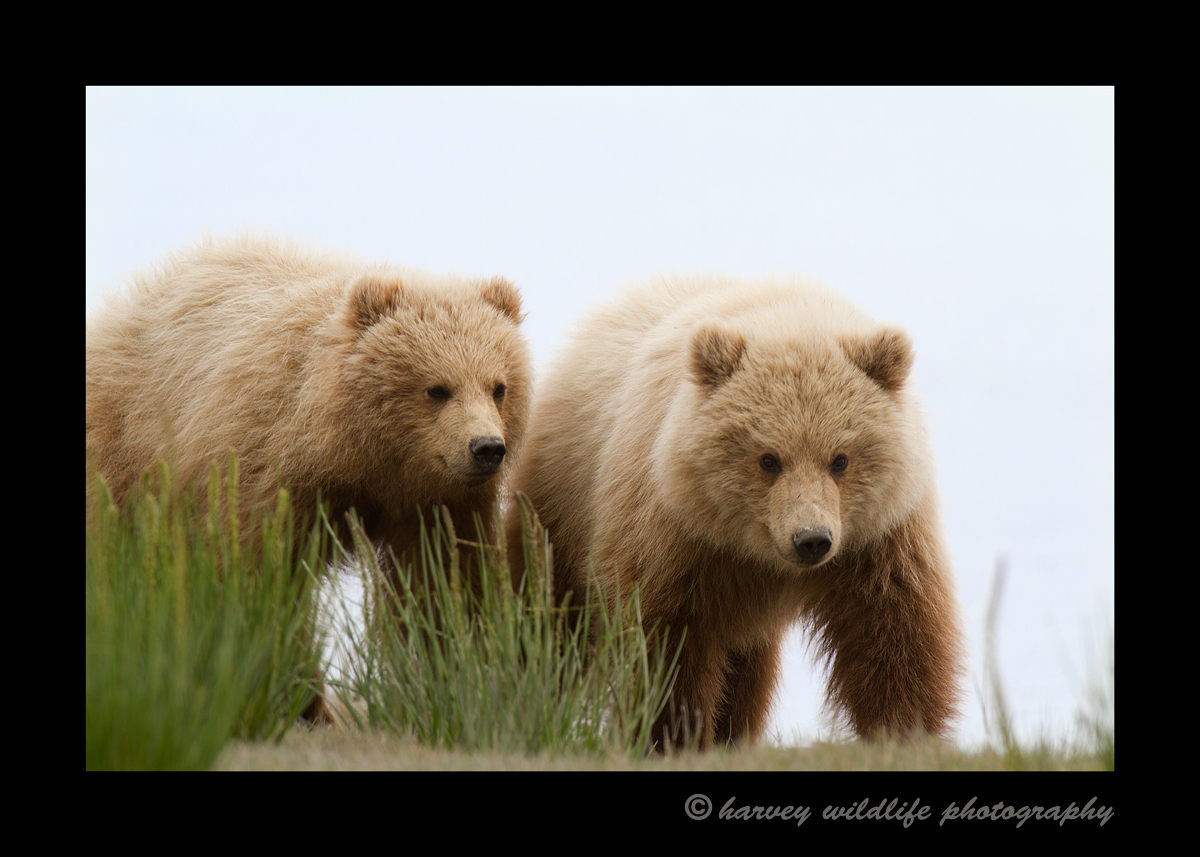 Brown_bear_twins_Alaska