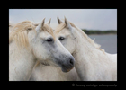 Picture of a Camargue horse portrait. Photo taken in Southern France by Harvey Wildlife Photography.