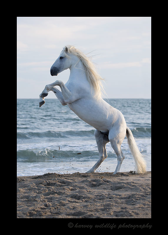 Camargue Horse Rearing Up 2016