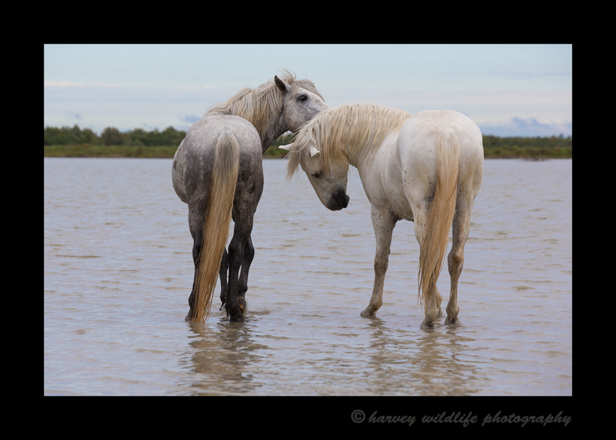 Picture of Camargue horses grooming one another in a marsh in Southern France.