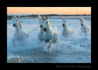 Picture of camargue horses running in the Mediterranean sea with an orange sky in the background.