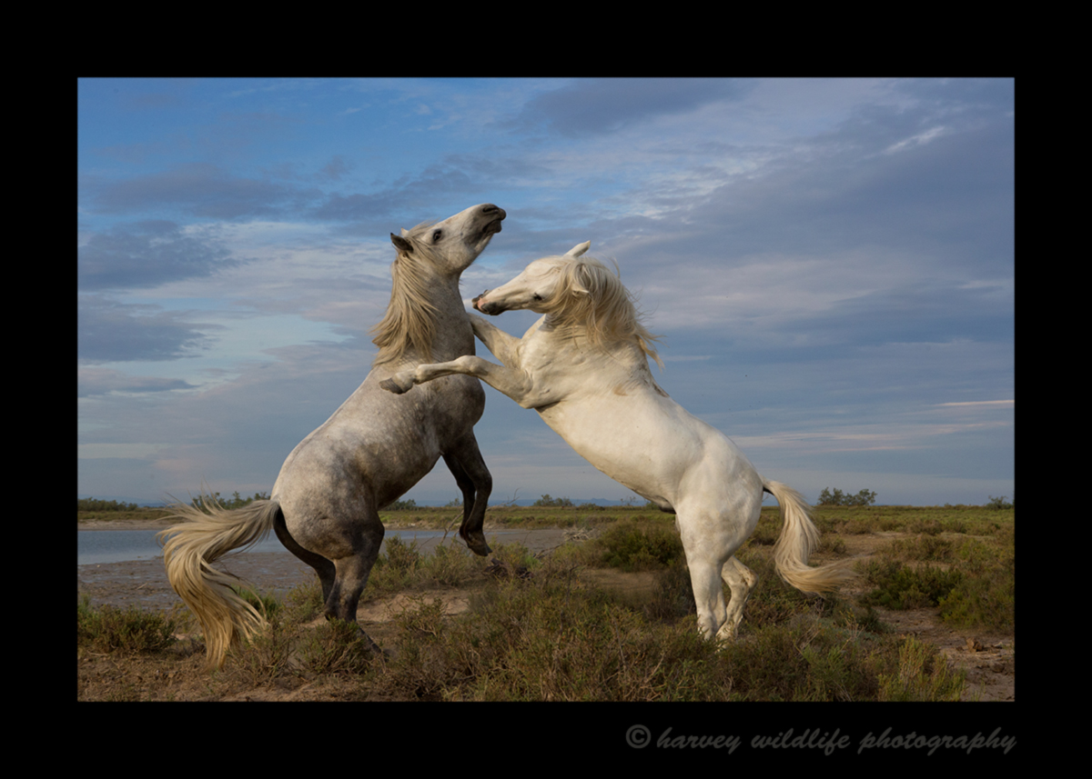 Picture of Camargue horses sparring in Saintes Maries de la Mer, Southern France. Photo by Greg of Harvey Wildlife Photography.