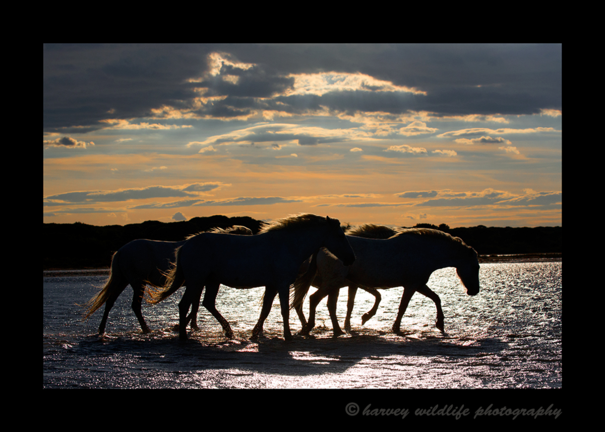 Picture of Camargue horses walking through a lake at Dusk. Image taken in Southern France.
