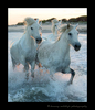 Picture of four camargue horses running through the sea in the Mediterranean. 