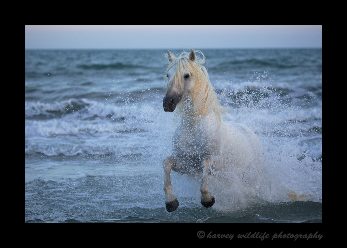 Picture of a Camargue stallion running out of the mediterranean sea. Photo taken in Southern France.