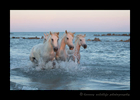 Picture of Camargue horses in the Mediterranean sea at sunset. Photo by Greg of Harvey Wildlife Photography.
