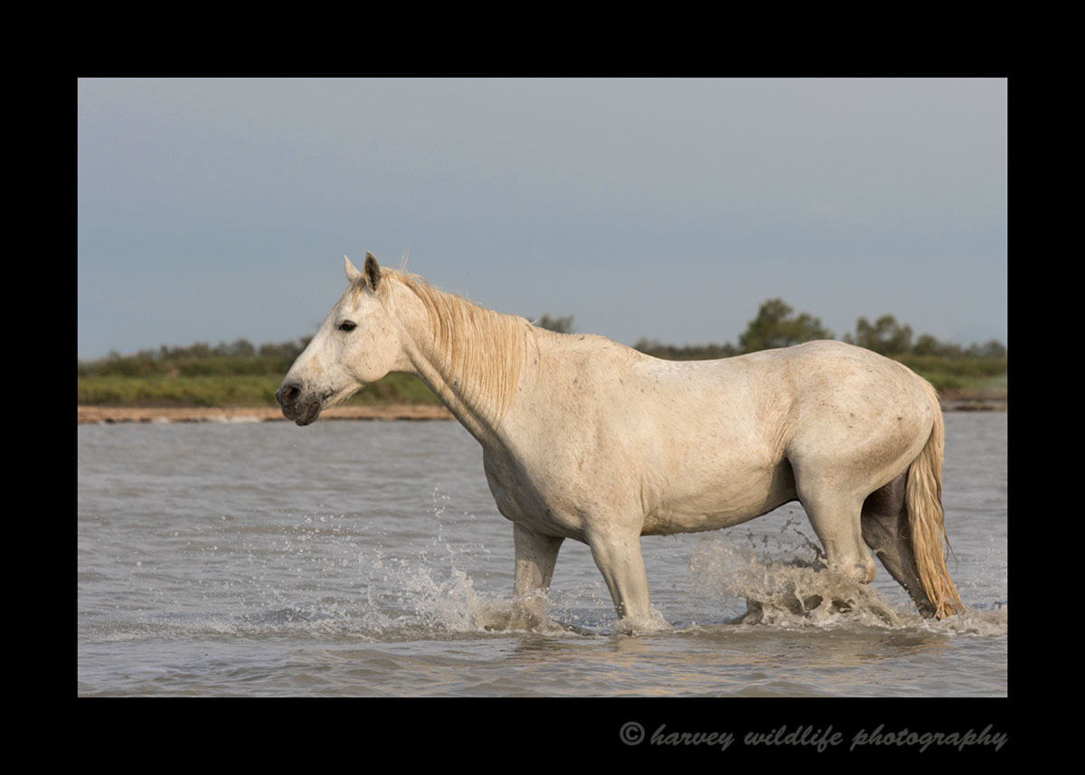 Photograph of a Camargue horse walking in a delta in Southern France.