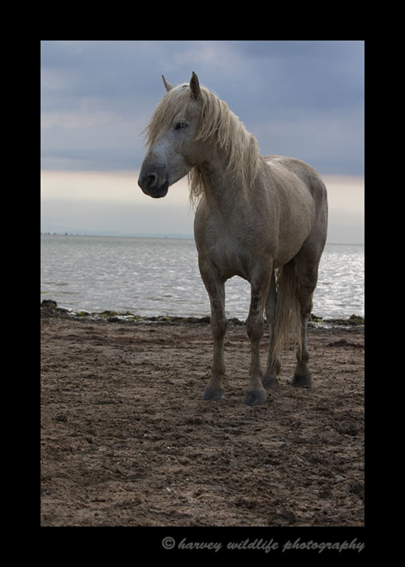 Photograph of a Camargue horse with a blue sky in the background in Southern France.