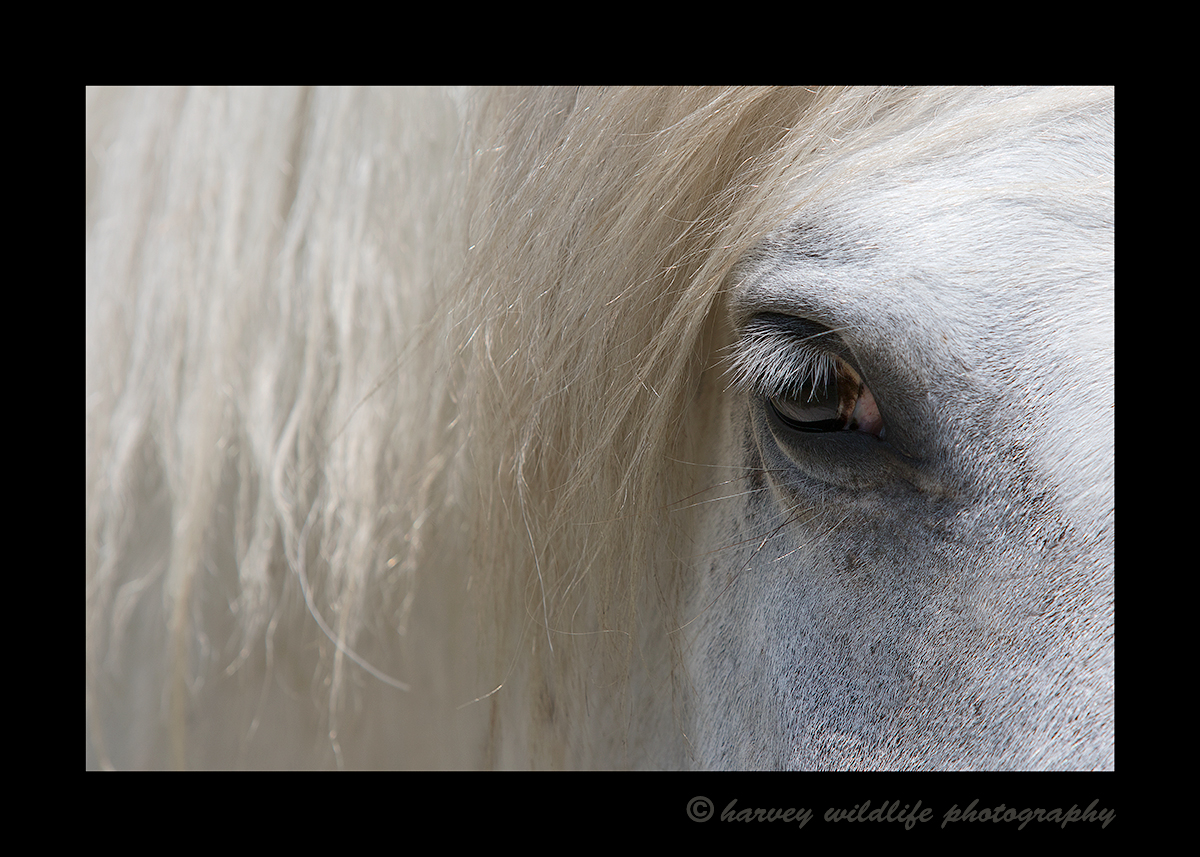 Picture of a Camargue horses eye. Photographed in the Camargue region of Southern France.