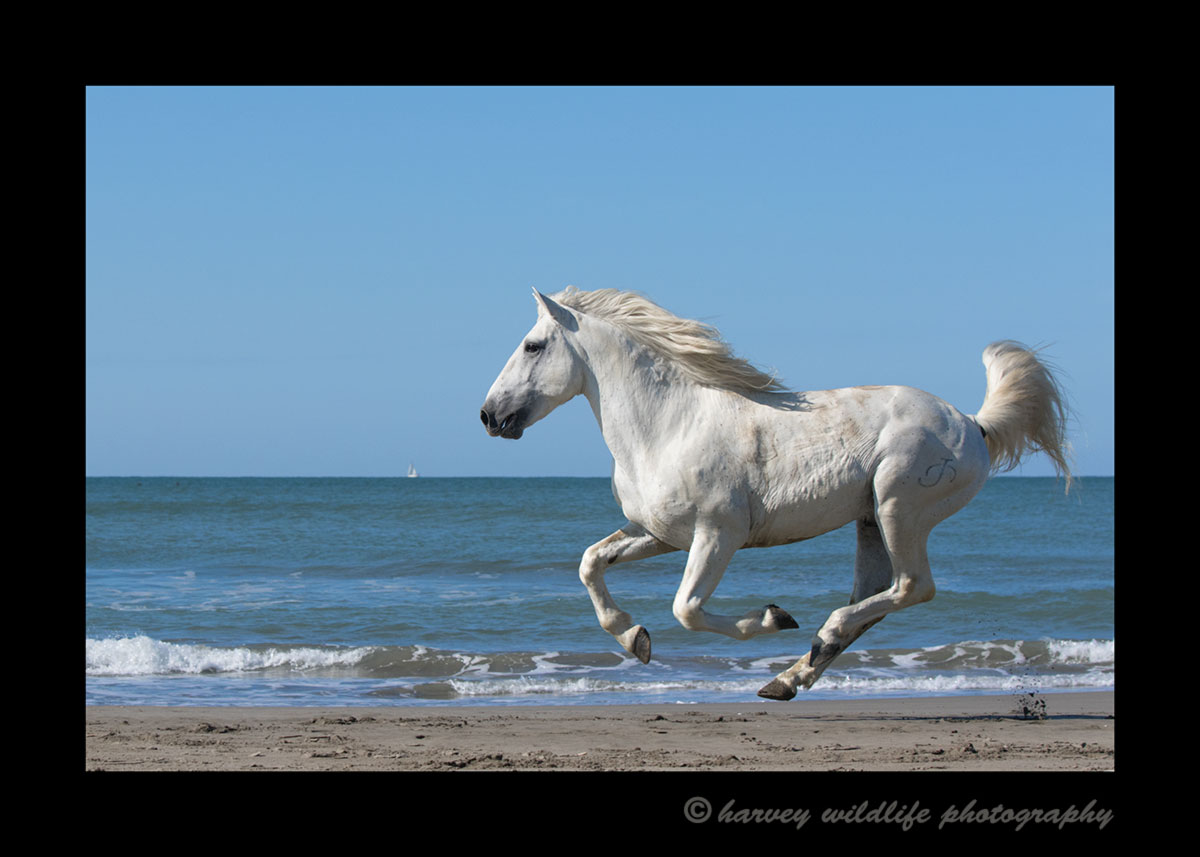 Camargue horse running along the Mediterranean beach in Southern France.