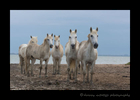 Photo of five Camargue horses in a delta in Southern France.
