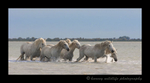 Photograph of a camargue horse herd in the delta of the mediterranean in Southern France. 