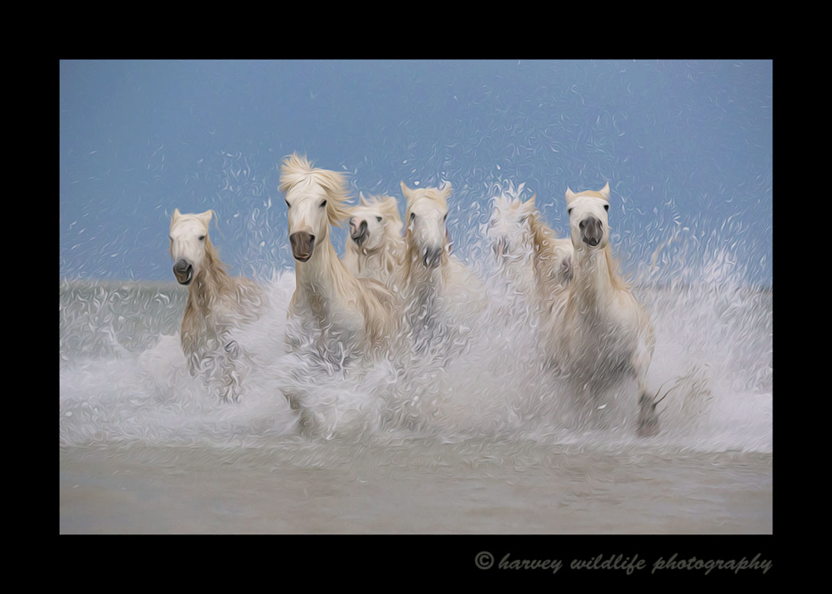 This picture of a Camargue horse herd in an entang in Southern France simulates an oil painting.