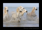 Picture of a herd of Camargue horses running through the delta in Southern France.