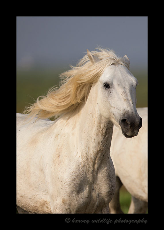 Picture of a Camargue Horse in a pasture in Southern France.