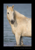 Photograph of a Camargue horse in the delta in Southern France.