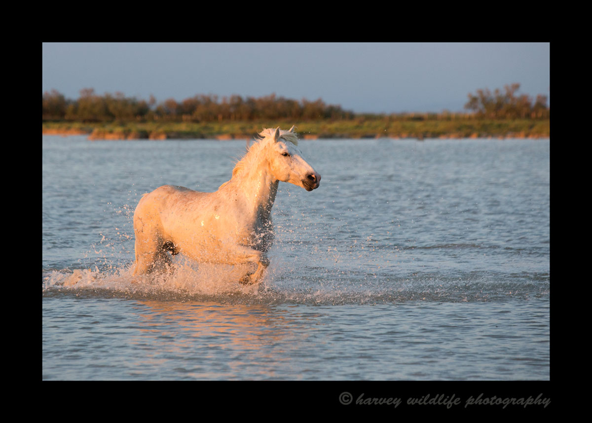 Photograph of a camargue horse walking through a pond in Southern France.