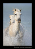 Picture of a camargue horse splashing as he runs in the shallow waters of the delta in Southern France