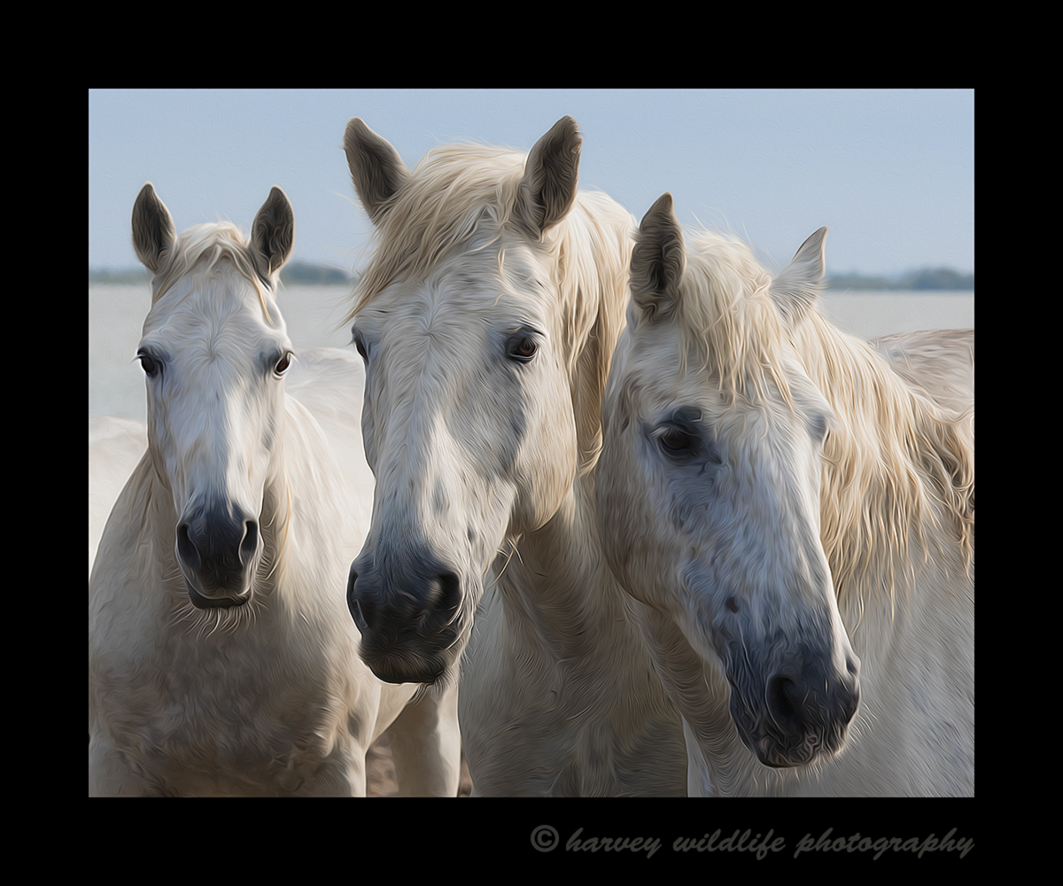 Picture of a three Camargue horse portrait, oil painting style in Southern France. 