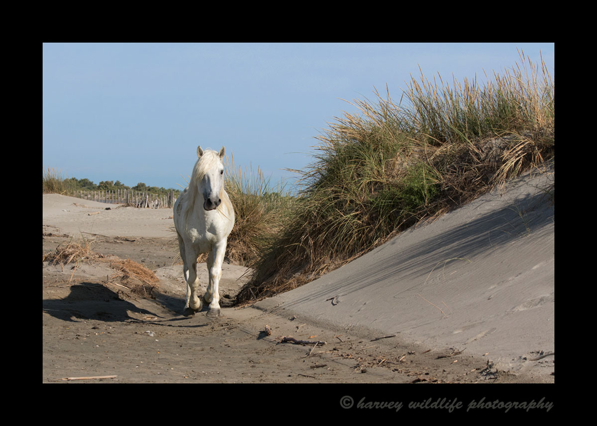 Picture of a Camargue horse in the sand dunes in Southern France.