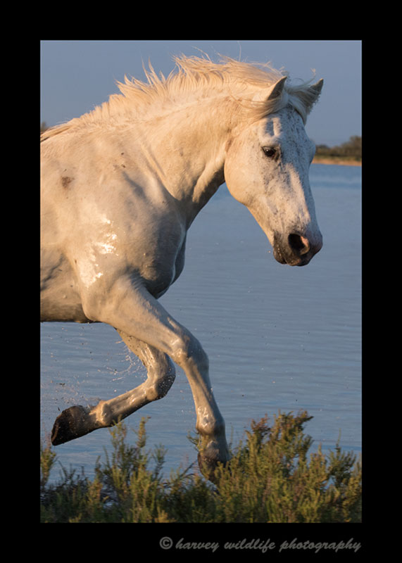 Picture of a camargue horse running ashore in Southern France.