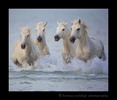 Four Camargue horses running in the delta in Southern France. This version was edited to resemble an oil painting