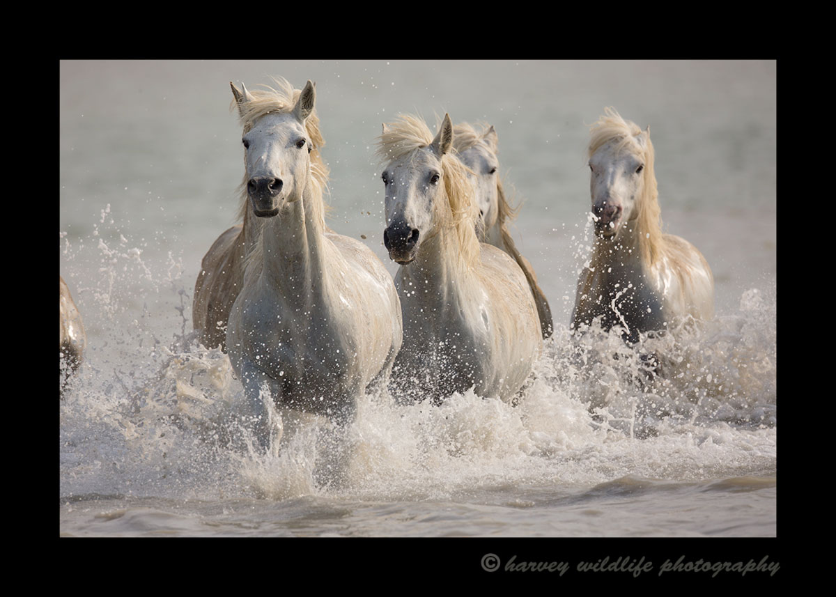 Photo of camargue horses galloping in the delta of the mediterranean ocean in Southern France.