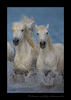 Picture of Camargue horses running in an entang in Southern France. 
