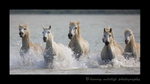 Picture of six Camargue horses galloping through a pond.