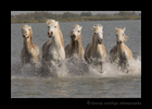 This image of Camargue horses running through a pond was taken in Southern France.