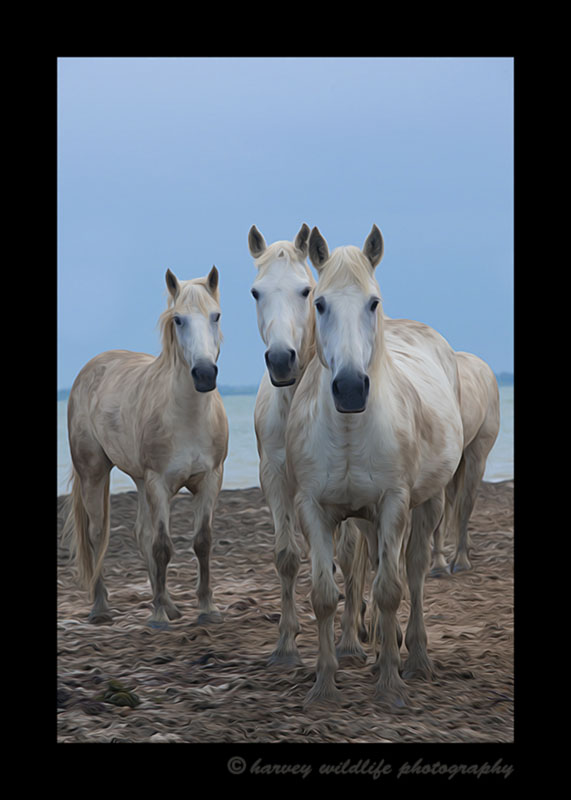 Picture of three camargue horses on the beach in Southern France. Horse photo by Harvey Wildlife Photography