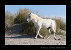 Picture of a stallion camargue horse amongst sand dunes in Southern France.