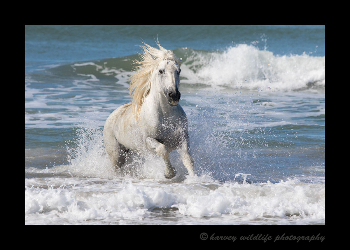 Picture of a Camargue stallion in the Mediterranean ocean.