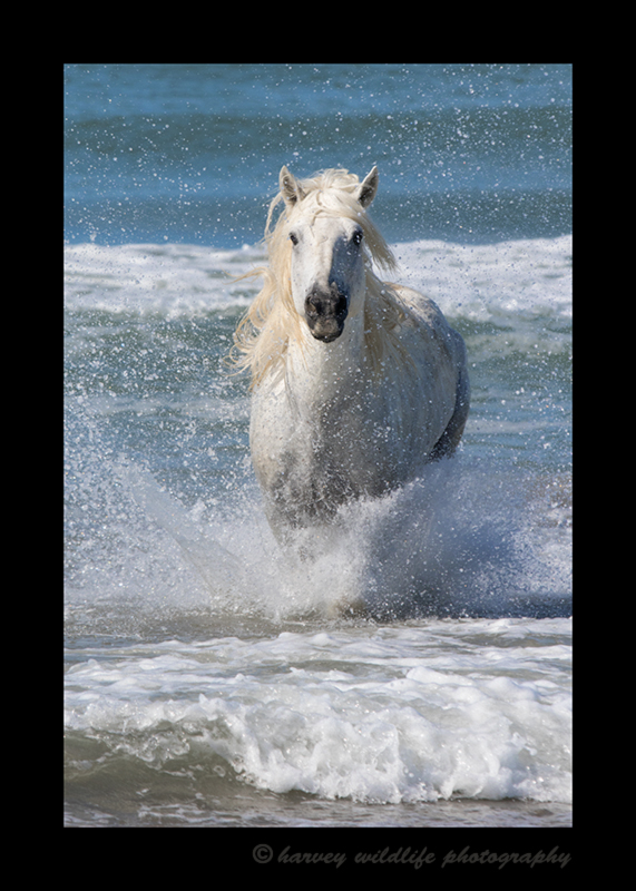 Photograph of a Camargue horse in the mediterranean ocean. This picture shows a stallion camargue horse running in the ocean in Southern France.