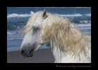 Picture of a Camargue stallion on a beach in the mediterranean.