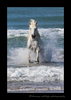 Picture of a Camargue horse running out of the Mediterranean ocean