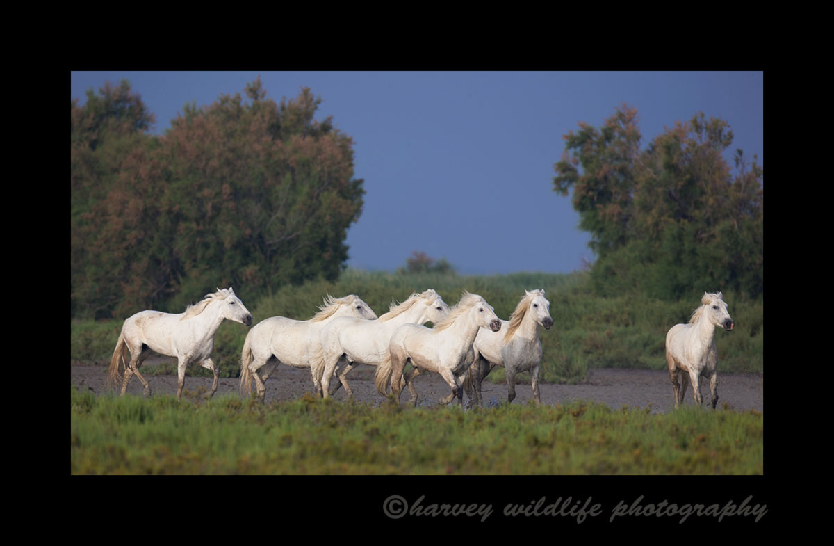 Photograph of a camargue horse herd in a pasture in Southern France