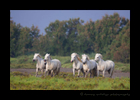 Photo of a Camargue horse herd in a pasture in Southern France.