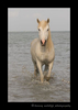 Picture of a camargue horse walking ashore in Southern France