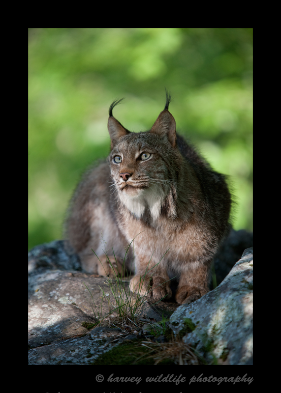 This Canadian Lynx is a wildlife model living in Minnesota.