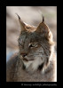 This Canadian Lynx is a wildlife model living in Minnesota.