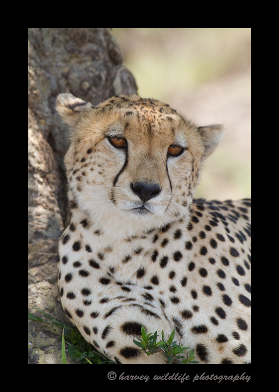 This is one of the three famous cheetah brothers from the Masai Mara. They have been in several nature documentaries about cats in the Masai Mara.
